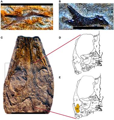 Response: Commentary: A Reassessment of the Taxonomic Position of Mesosaurs, and a Surprising Phylogeny of Early Amniotes